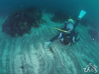 11/2カミソリウオ撮影中 Photo by 新潟のWさん