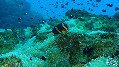 クマノミ_PC190328