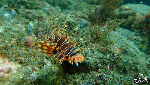 ネッタイミノカサゴ_PC190331