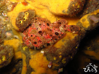 2012-11-24イロカエル@八幡野