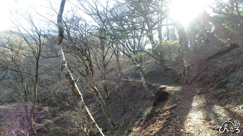 登山道_P3100130