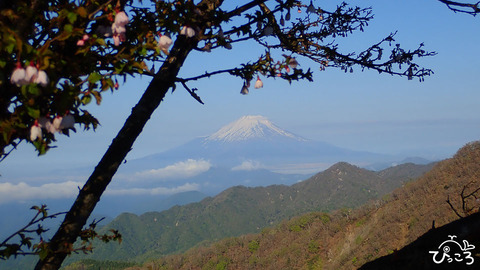 20190517_マメザクラと富士山