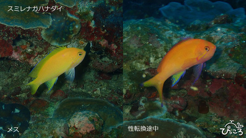 スミレナガハナダイ_性転換途