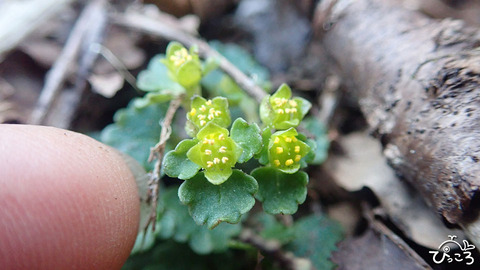 ネコノメソウ_P3061770