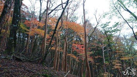 ヒメシャラの幹とカエデ紅葉_