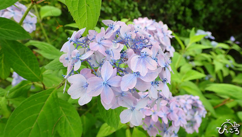 いろんな紫陽花_4