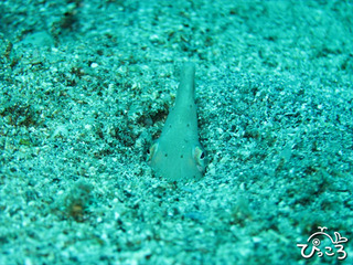 ダイナンウミヘビ＠富戸