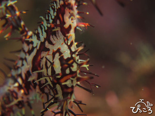 2012-11-13 ニシキフウライウオ抱卵中