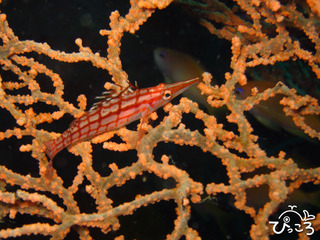 2012-11-16 クダゴンベ@大瀬