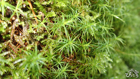 0624_苔