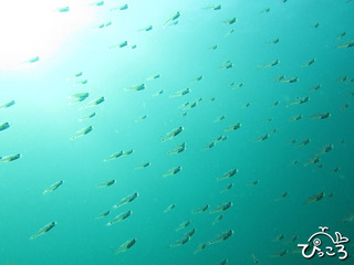 幼魚がキラキラ