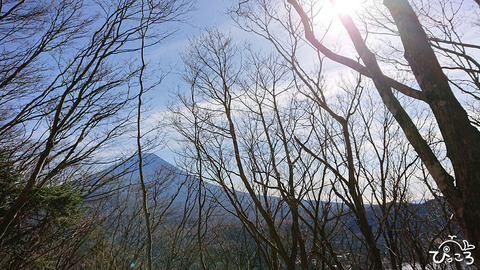 落葉した枝ごしの富士山_
