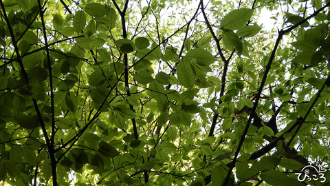 210502_矢筈山_DSCN3350