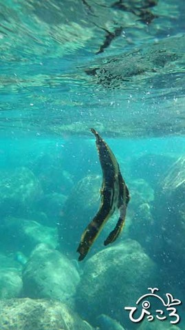 20190916_ナンヨウツバメウオ