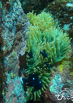 ミツボシ_P4010574