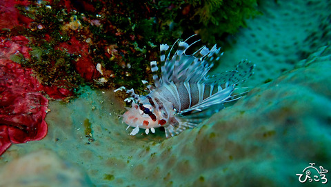 0105_キリンミノあかちゃん