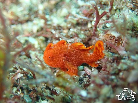 イロカエルアンコウ_P9090131