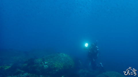 イワシの群れとゲストさん_P3