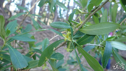 オニシバリ_P3061777