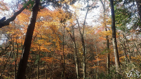 紅葉_PB050387