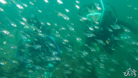 キンメモドキの群れ_P8110103