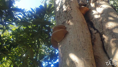 サルノコシカケ_P1260023