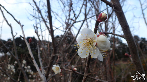 0211_ume1