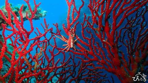 イソバナガニ_P4250218