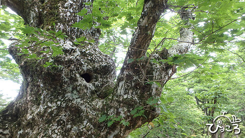 ハウチワカエデjpg