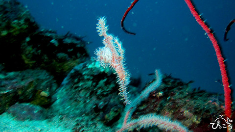 1125_ニシキフウライウオ