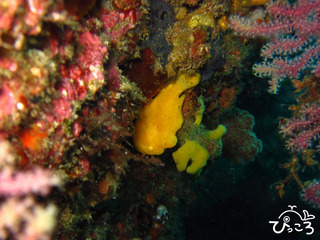 2012-11-19 オオモンカエルアンコウ@IOP