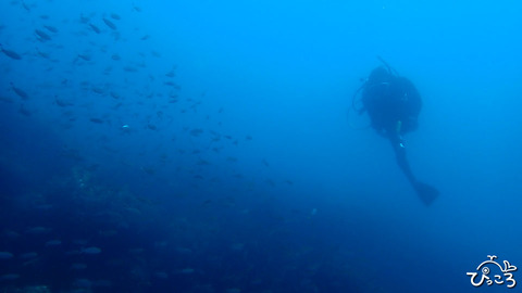 ゲストさん_P4010566