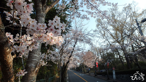 0327_桜並木