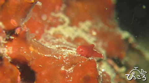 ダンゴウオ　横