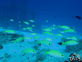 2012/11/9ヨスジフエダイ@渡嘉敷