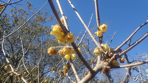 ロウバイ_P1260092