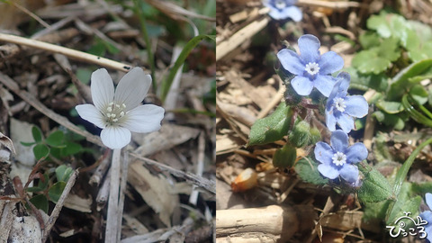 お花たち_1