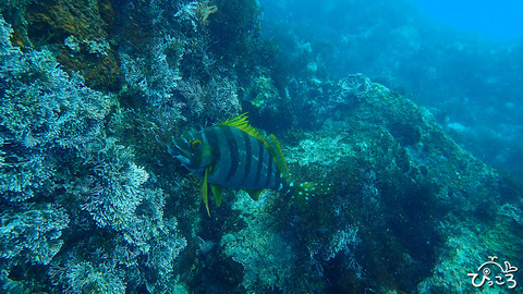 タカノハダイ_P3200793