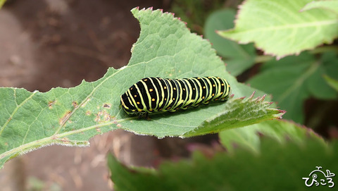 0624_キアゲハ幼虫