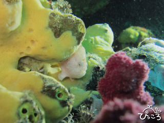 ベニカエルアンコウ