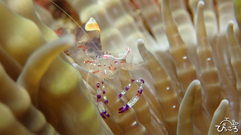 アカホシカクレエビ_P3260860