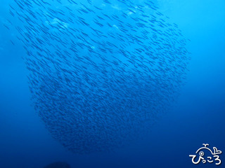 2012-11-15キビナゴの群れ@IOP