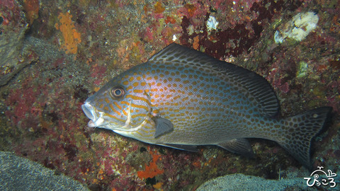 1216_クリアクリーナーシュリ