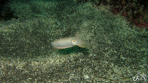 ボウズコウイカ　白