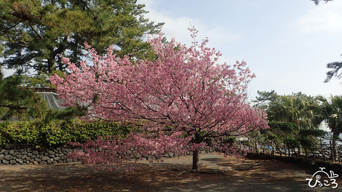 城ヶ崎桜_P3160678