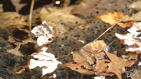 200223_カエルの卵