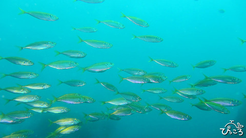 0814_アジの群れ