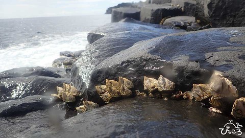 カメノテ_P9110024
