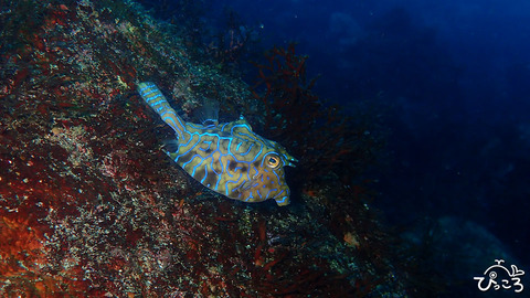 シマウミスズメ_P3230133