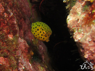 2012-11-24ミナミハコフグ@八幡野